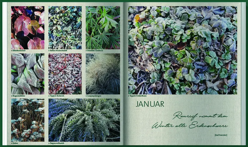 Autor: 9783784356846 | MDR Garten - Unsere Stauden | Horst Schöne | Buch | 204 S. | Deutsch