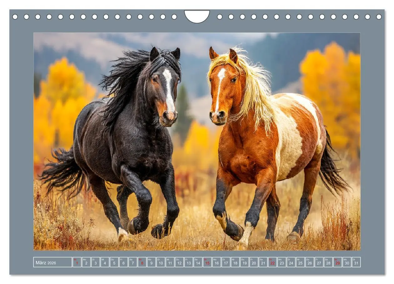 Bild: 9783457336946 | Mustangs. Pferde in ihrer wildesten Schönheit (Wandkalender 2026...