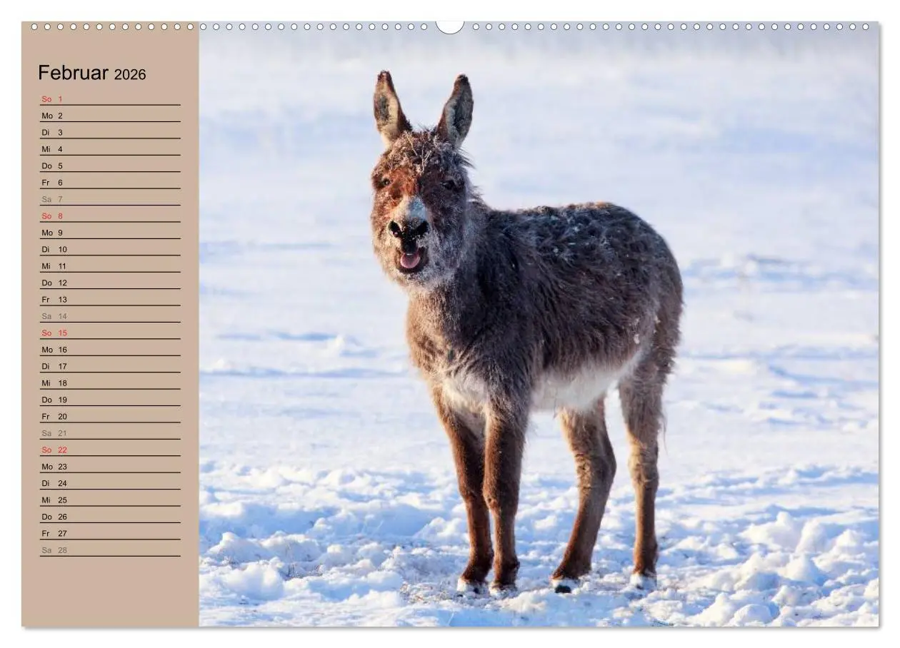 Bild: 9783516116946 | Das Esel-Paradies - Hunde und andere Feunde (Wandkalender 2026 DIN...