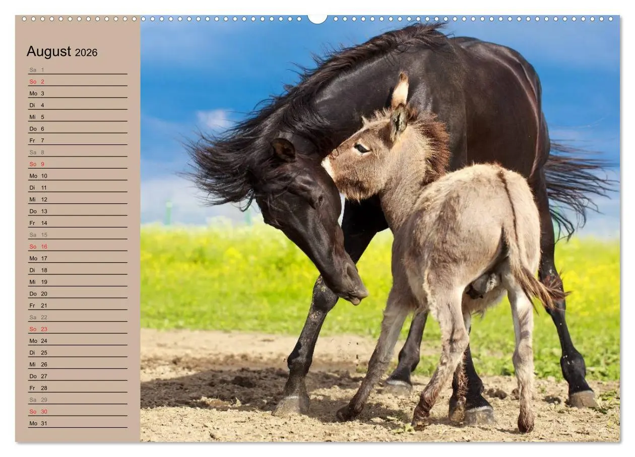 Bild: 9783516116946 | Das Esel-Paradies - Hunde und andere Feunde (Wandkalender 2026 DIN...