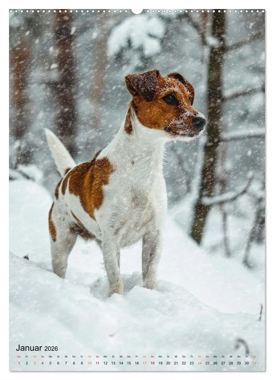 Bild: 9783516286946 | Jack Russel Terrier - furchtlos und viel Selbstvertrauen...