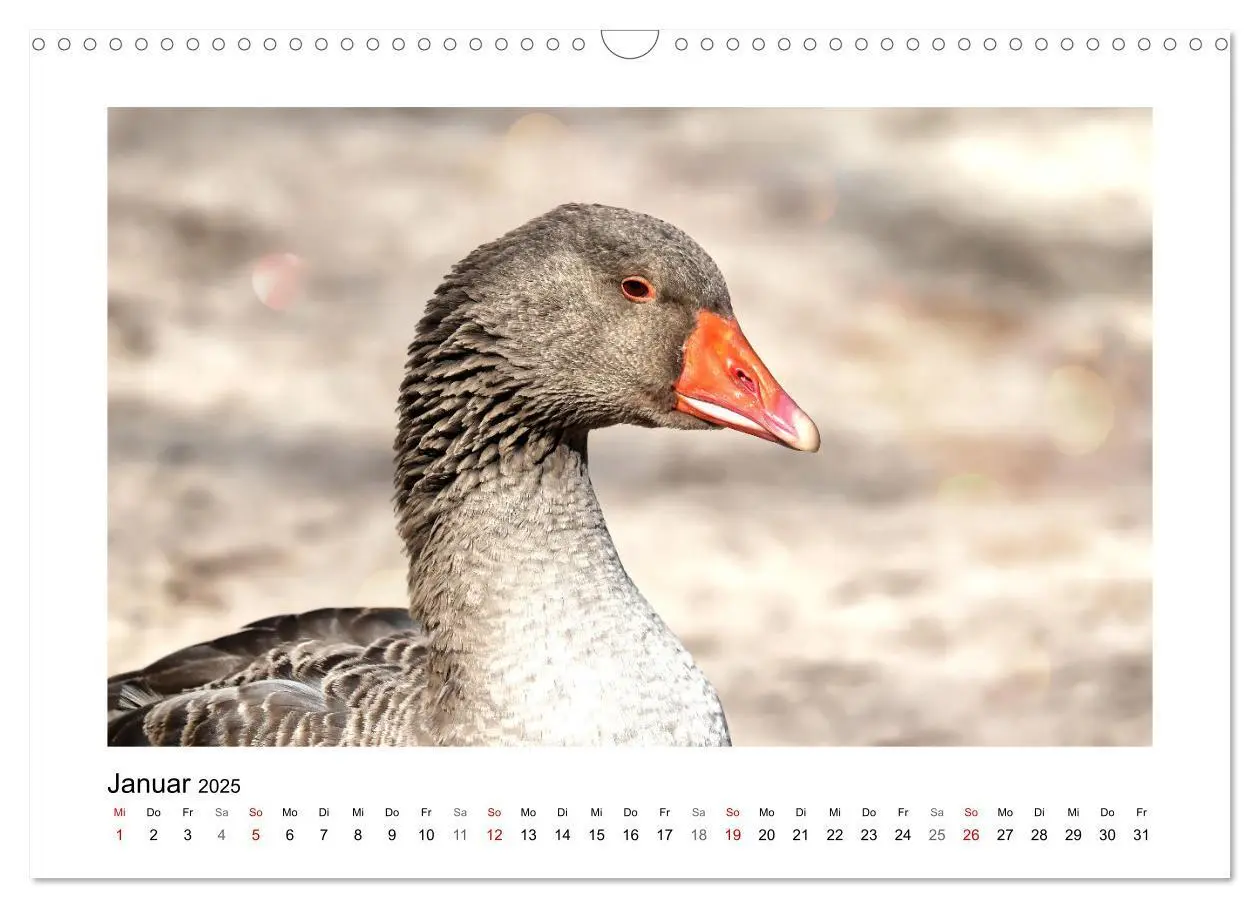 Bild: 9783383977046 | Gänse, geselliges Federvieh (Wandkalender 2025 DIN A3 quer),...