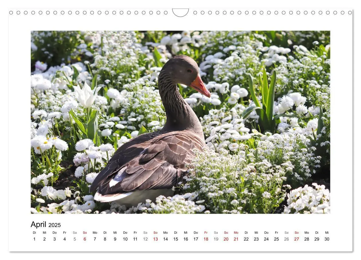 Bild: 9783383977046 | Gänse, geselliges Federvieh (Wandkalender 2025 DIN A3 quer),...