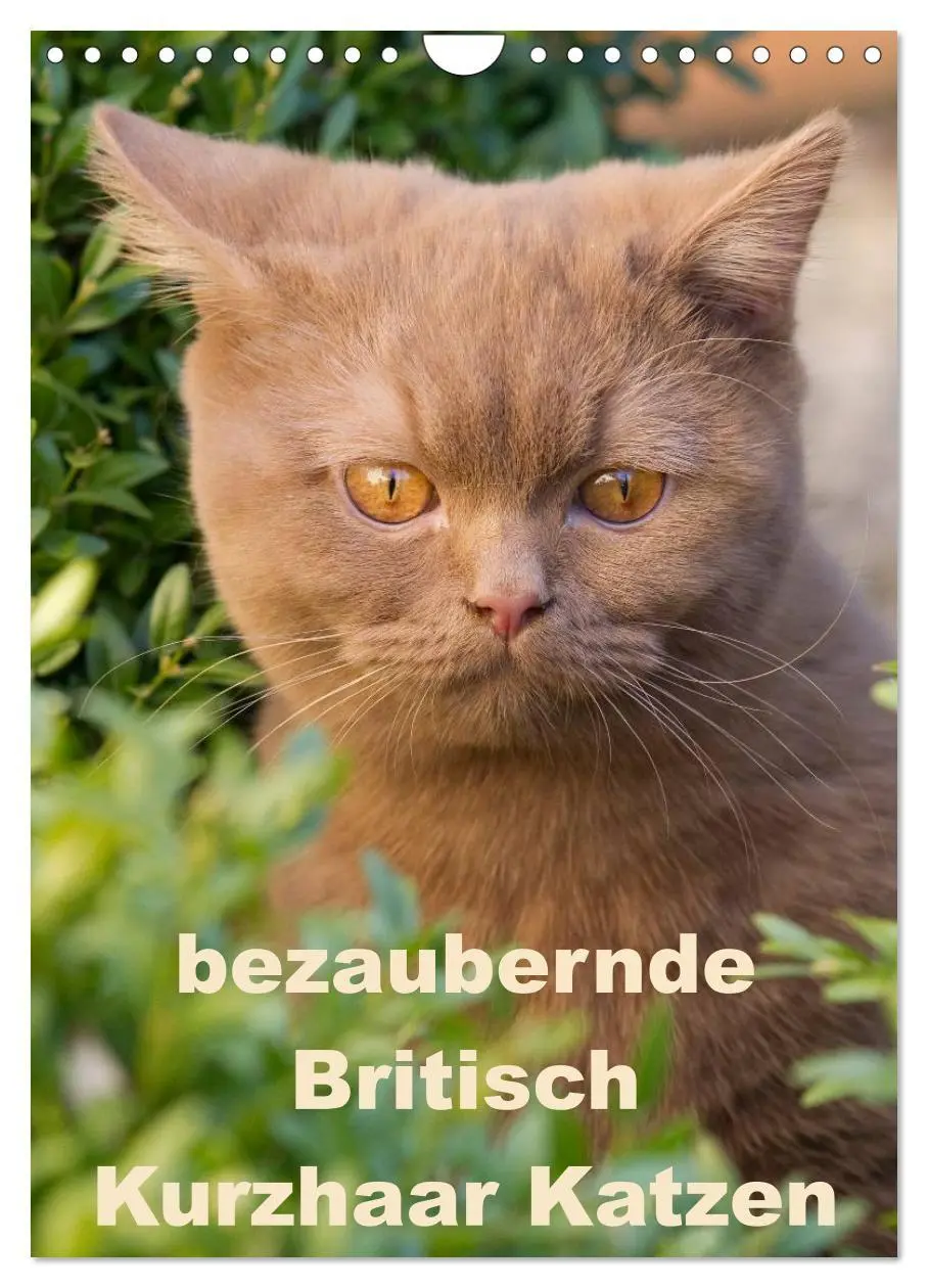 Cover: 9783516477146 | bezaubernde Britisch Kurzhaar Katzen (Wandkalender 2026 DIN A4...