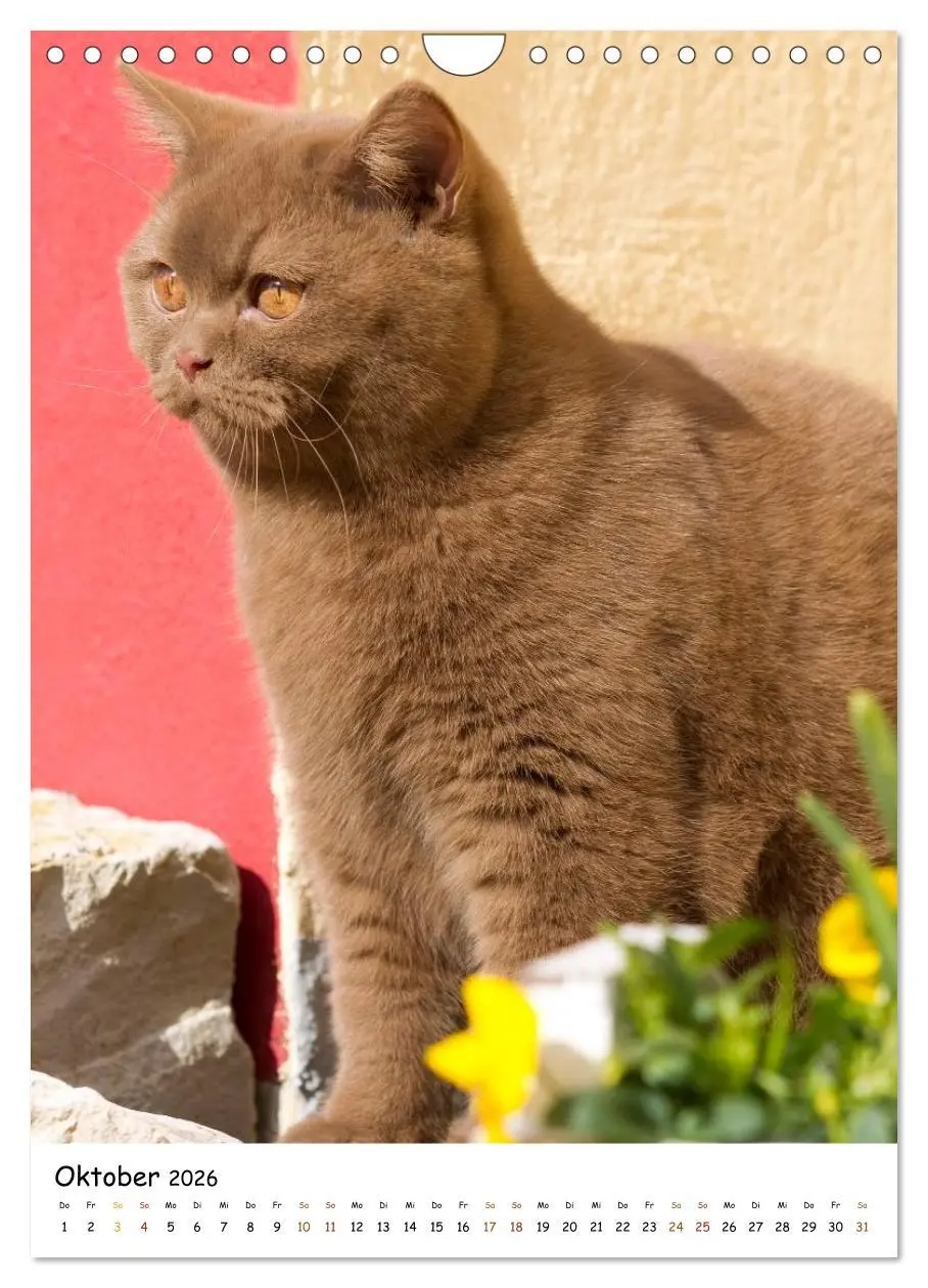 Bild: 9783516477146 | bezaubernde Britisch Kurzhaar Katzen (Wandkalender 2026 DIN A4...