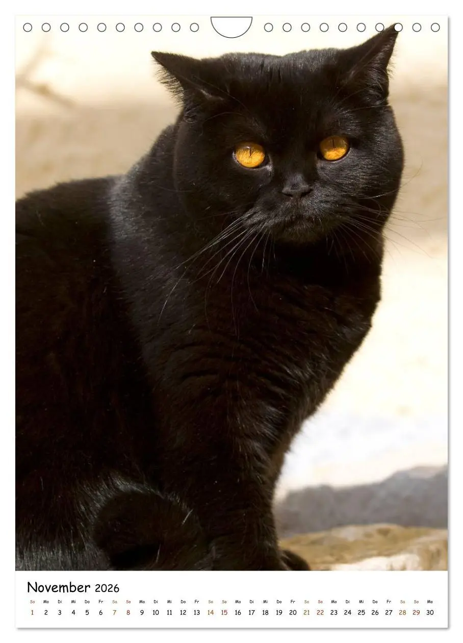 Bild: 9783516477146 | bezaubernde Britisch Kurzhaar Katzen (Wandkalender 2026 DIN A4...