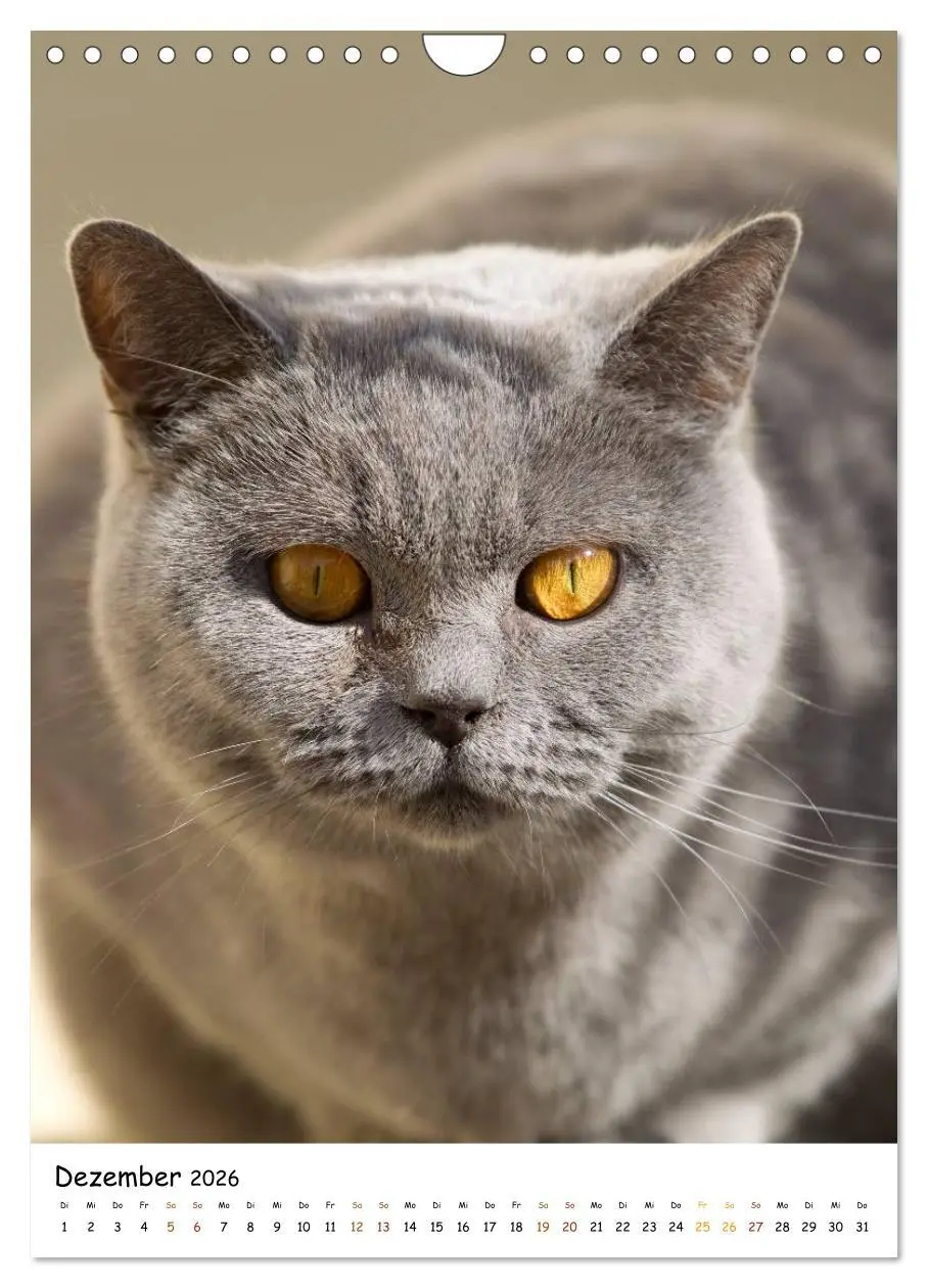 Bild: 9783516477146 | bezaubernde Britisch Kurzhaar Katzen (Wandkalender 2026 DIN A4...