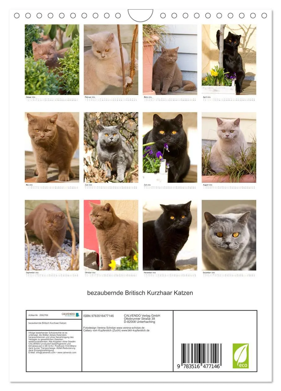 Bild: 9783516477146 | bezaubernde Britisch Kurzhaar Katzen (Wandkalender 2026 DIN A4...