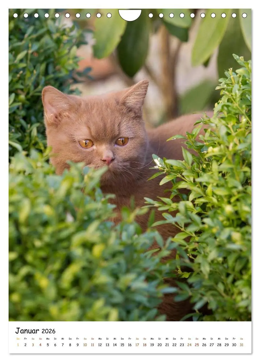 Bild: 9783516477146 | bezaubernde Britisch Kurzhaar Katzen (Wandkalender 2026 DIN A4...