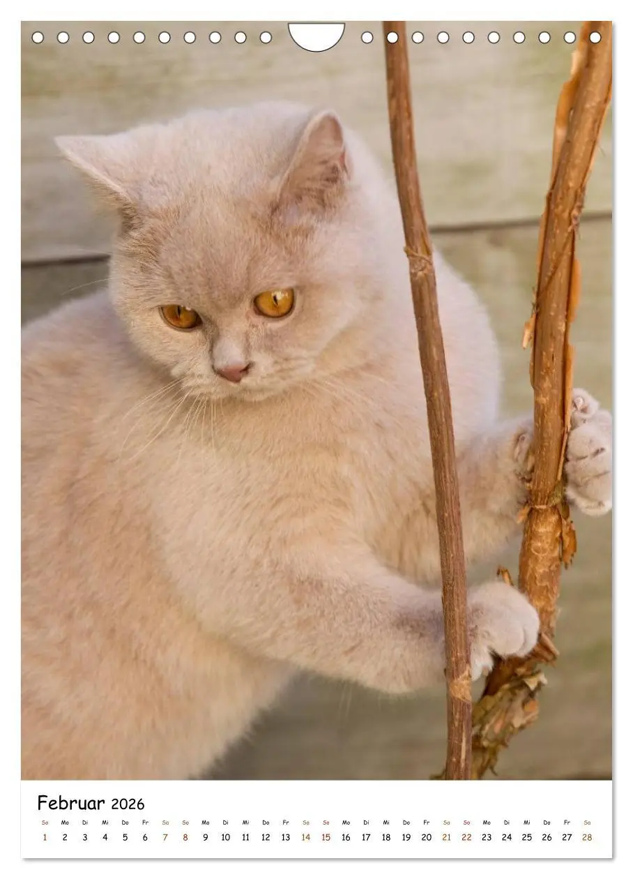 Bild: 9783516477146 | bezaubernde Britisch Kurzhaar Katzen (Wandkalender 2026 DIN A4...