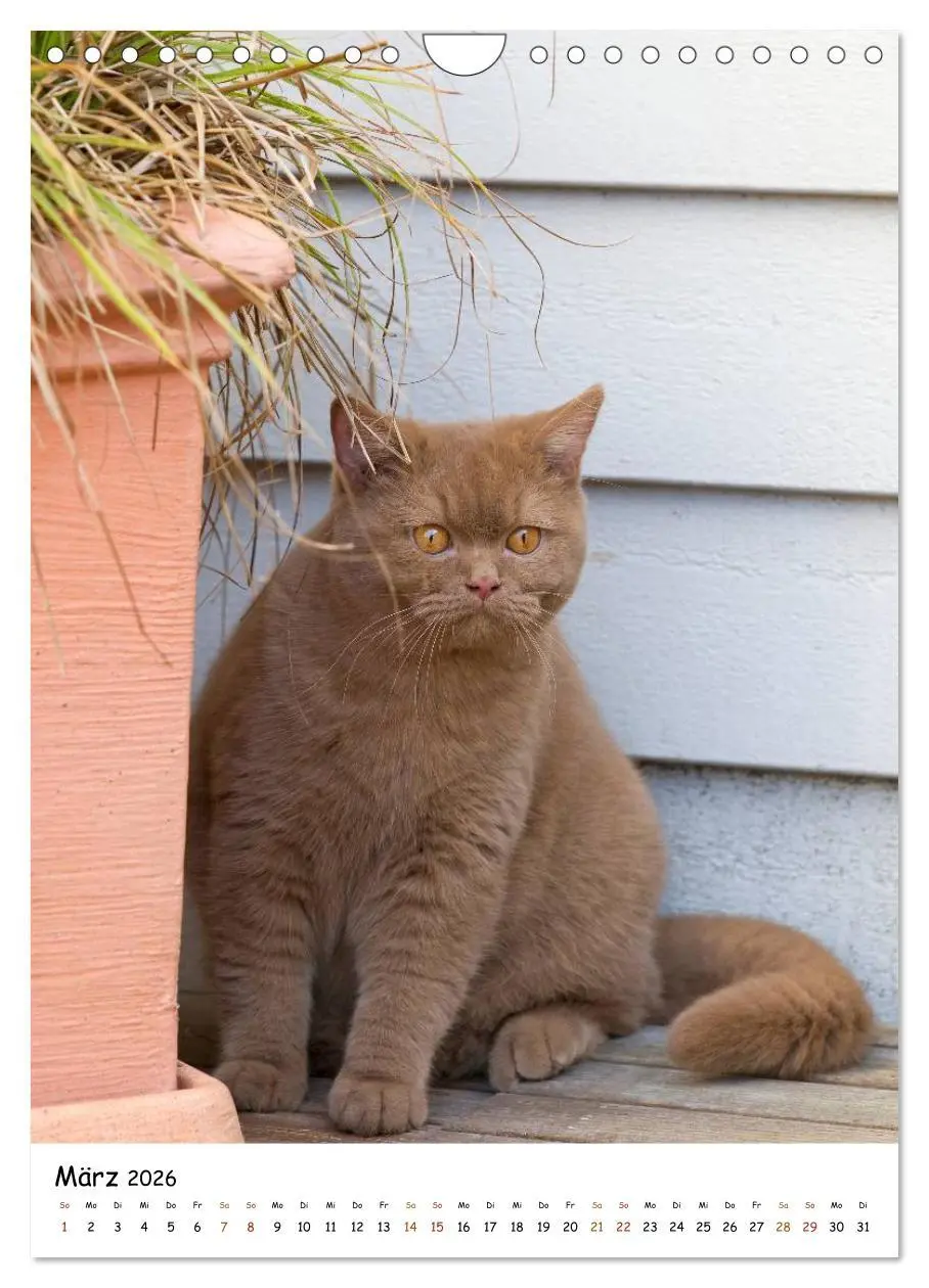 Bild: 9783516477146 | bezaubernde Britisch Kurzhaar Katzen (Wandkalender 2026 DIN A4...