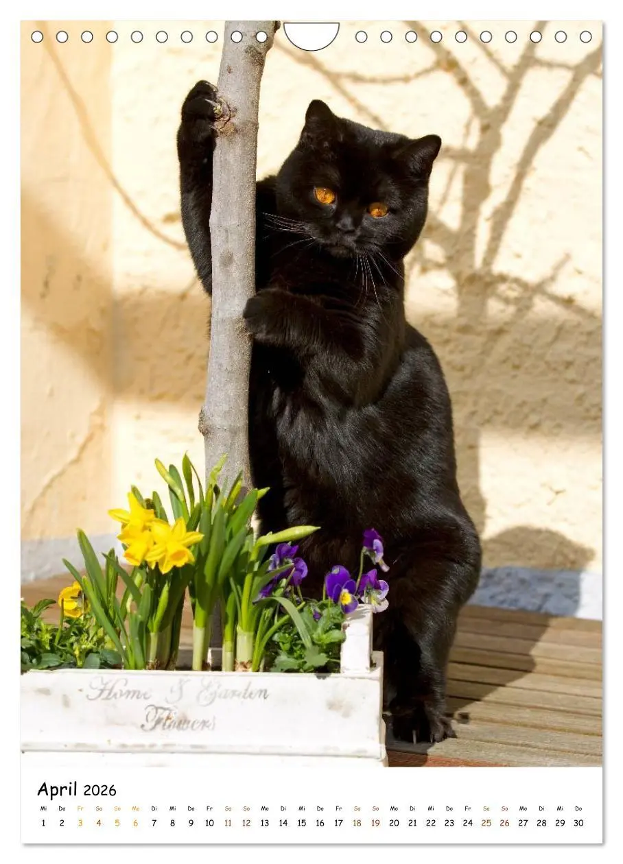 Bild: 9783516477146 | bezaubernde Britisch Kurzhaar Katzen (Wandkalender 2026 DIN A4...
