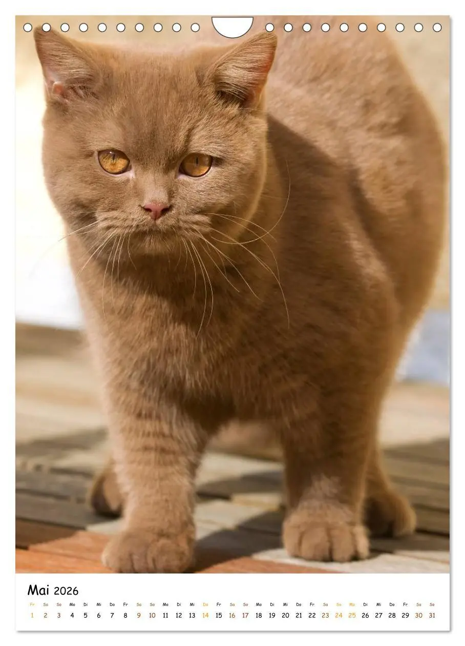 Bild: 9783516477146 | bezaubernde Britisch Kurzhaar Katzen (Wandkalender 2026 DIN A4...