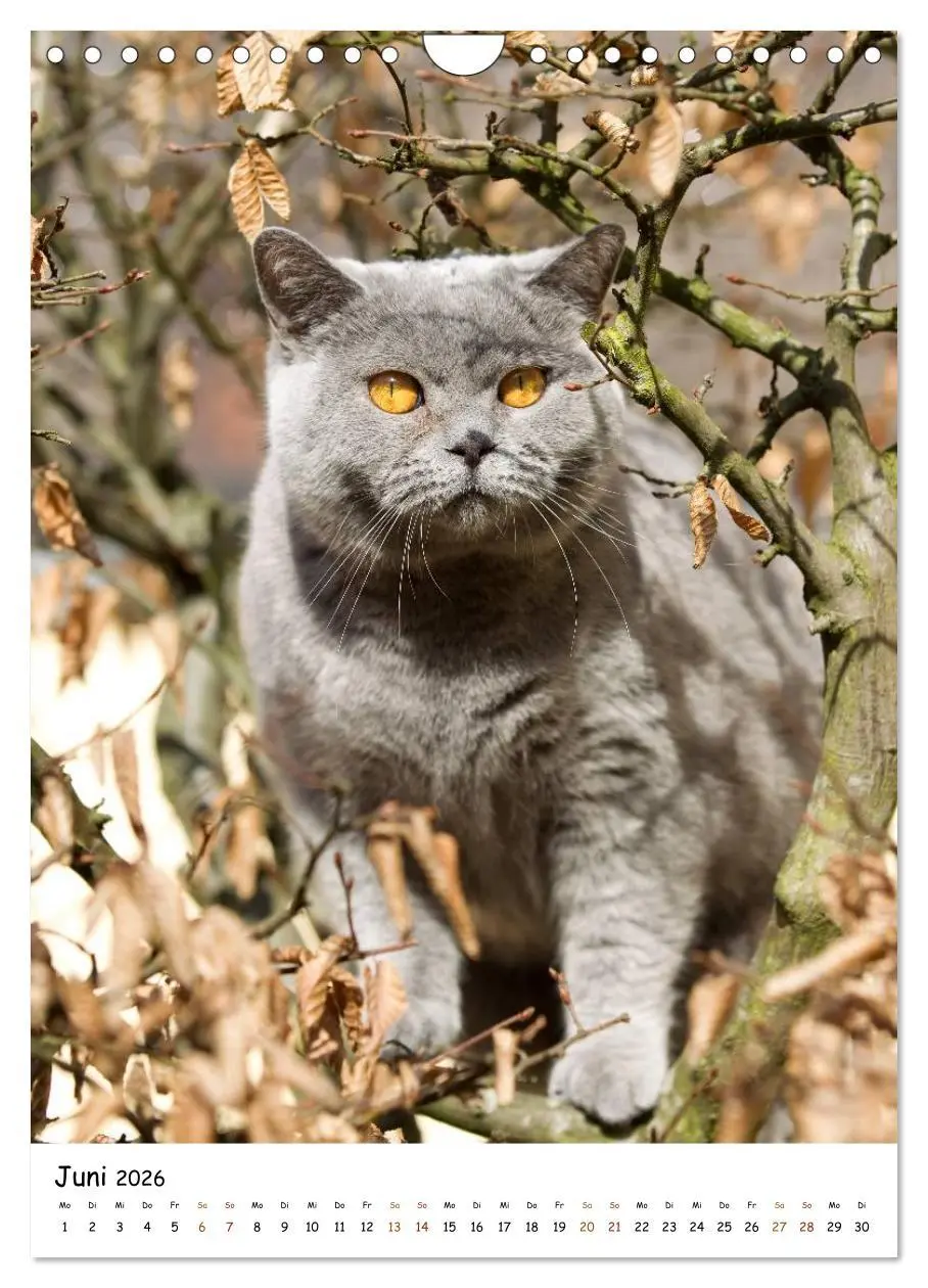Bild: 9783516477146 | bezaubernde Britisch Kurzhaar Katzen (Wandkalender 2026 DIN A4...