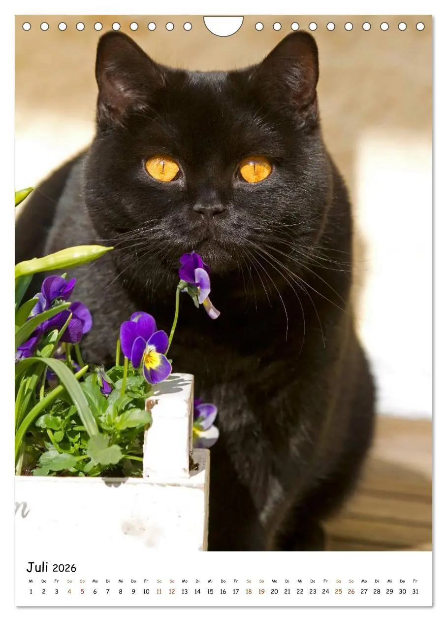 Bild: 9783516477146 | bezaubernde Britisch Kurzhaar Katzen (Wandkalender 2026 DIN A4...