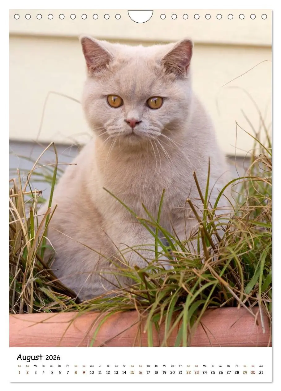 Bild: 9783516477146 | bezaubernde Britisch Kurzhaar Katzen (Wandkalender 2026 DIN A4...