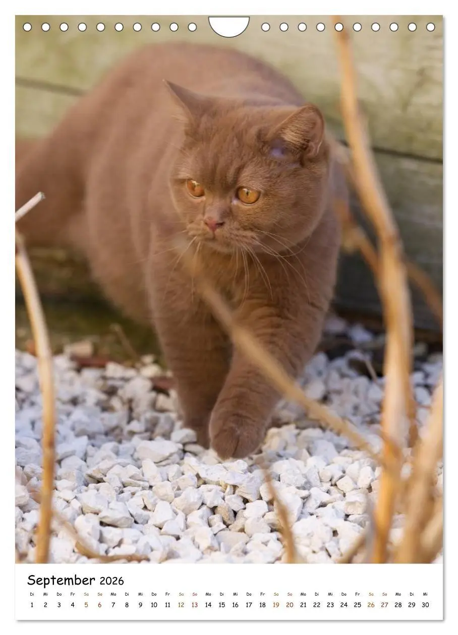 Bild: 9783516477146 | bezaubernde Britisch Kurzhaar Katzen (Wandkalender 2026 DIN A4...