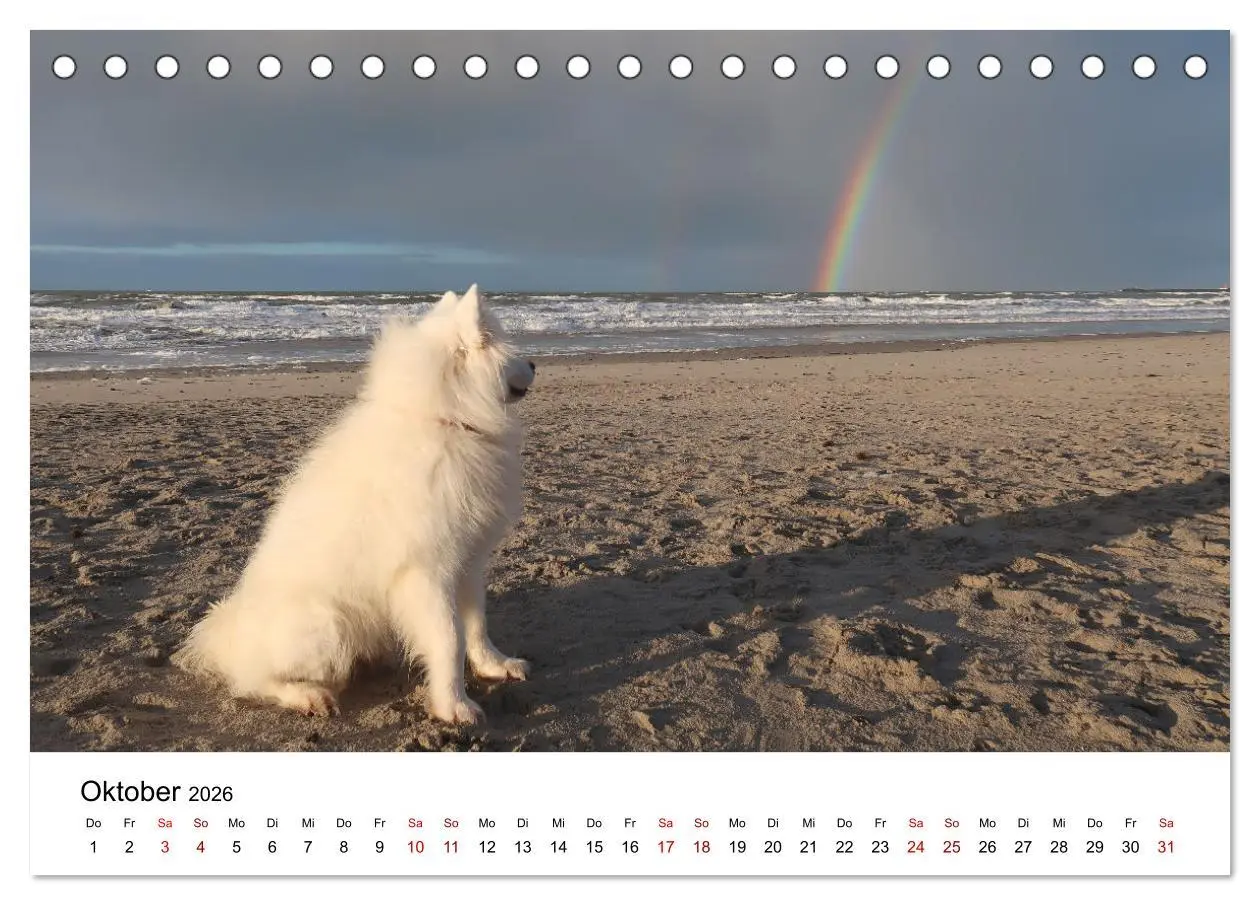 Bild: 9783457517246 | Ein Samojede am Meer (Tischkalender 2026 DIN A5 quer), CALVENDO...