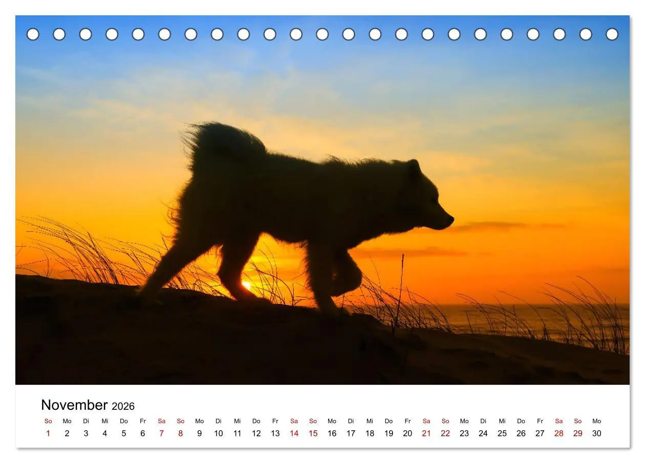 Bild: 9783457517246 | Ein Samojede am Meer (Tischkalender 2026 DIN A5 quer), CALVENDO...