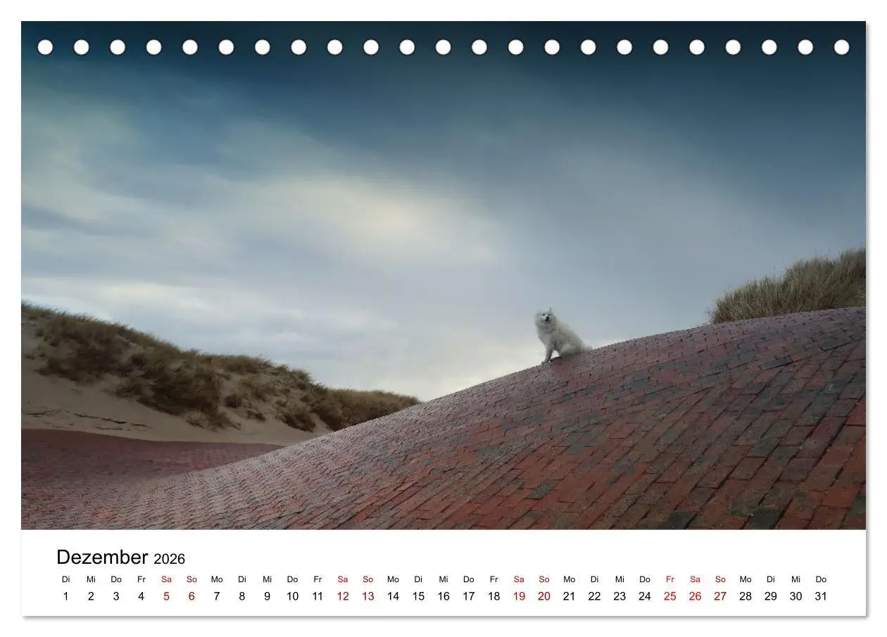 Bild: 9783457517246 | Ein Samojede am Meer (Tischkalender 2026 DIN A5 quer), CALVENDO...