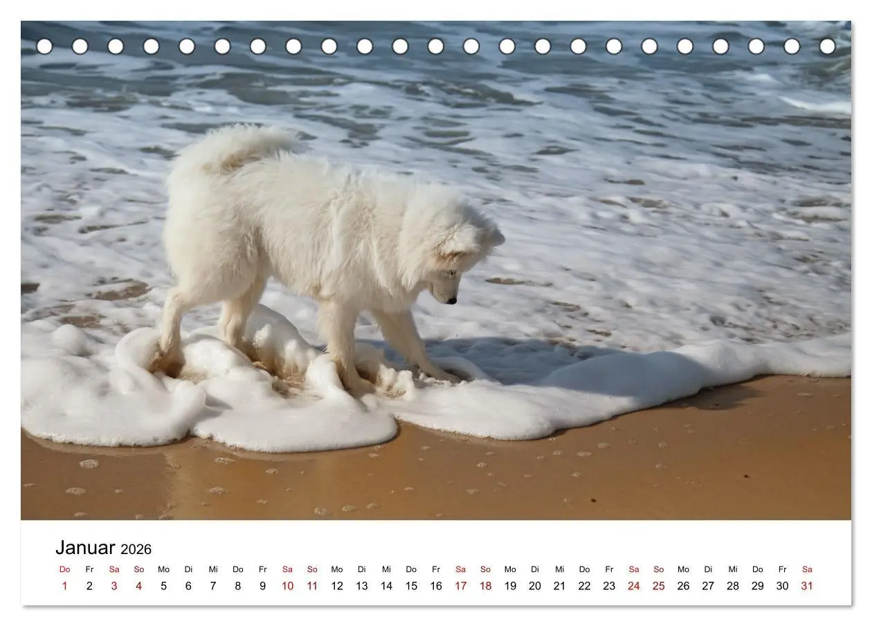 Bild: 9783457517246 | Ein Samojede am Meer (Tischkalender 2026 DIN A5 quer), CALVENDO...