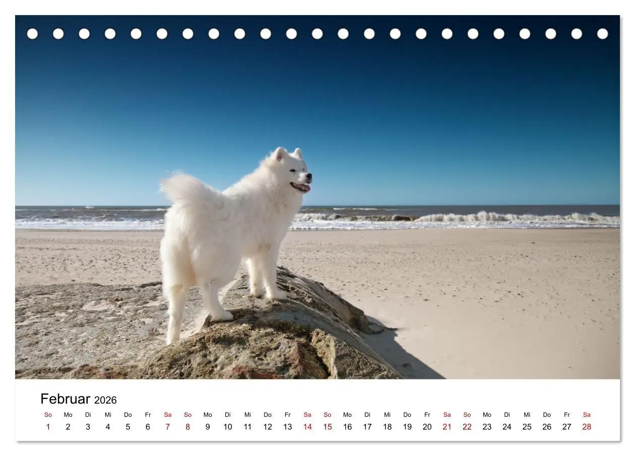 Bild: 9783457517246 | Ein Samojede am Meer (Tischkalender 2026 DIN A5 quer), CALVENDO...
