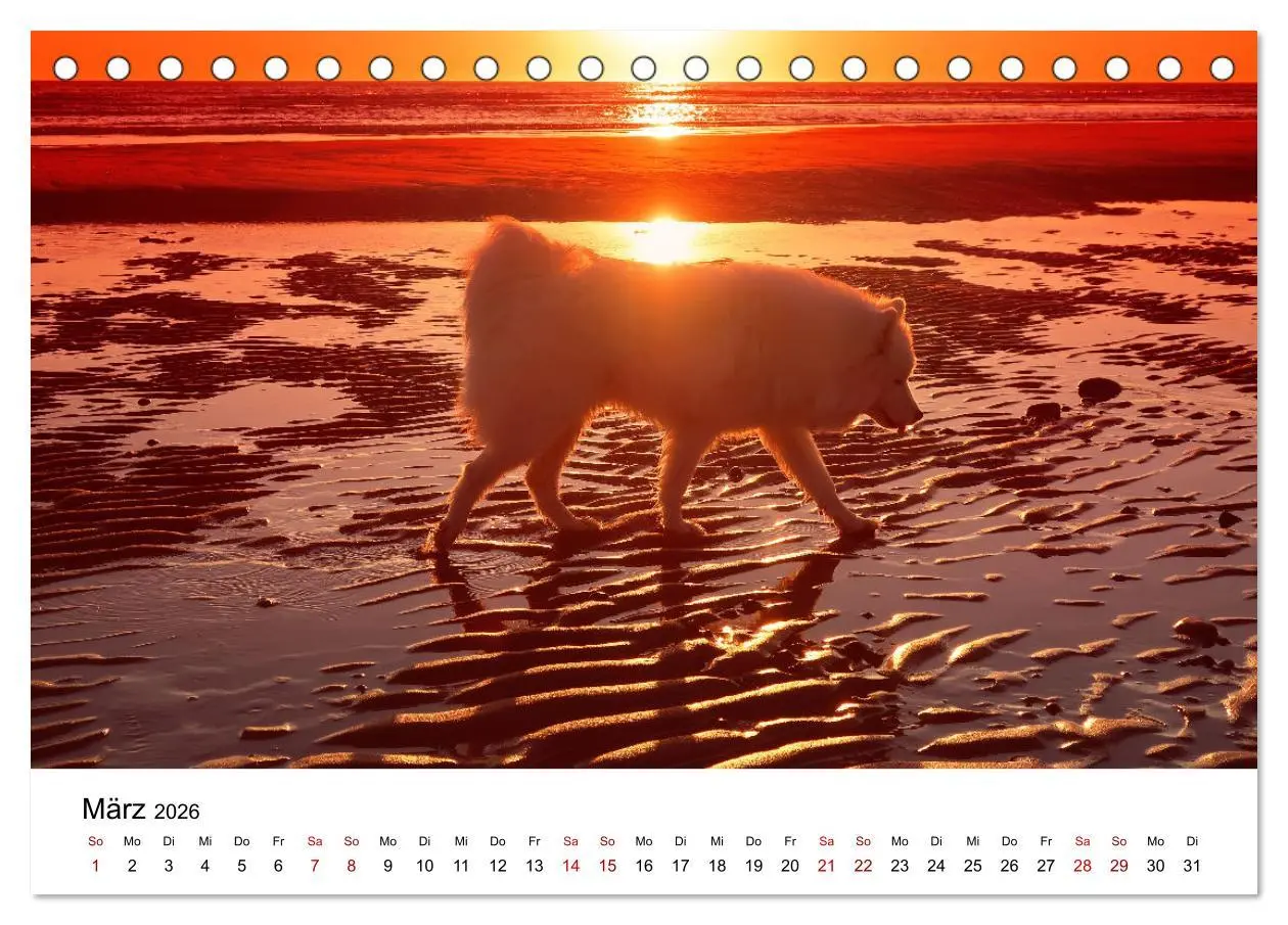 Bild: 9783457517246 | Ein Samojede am Meer (Tischkalender 2026 DIN A5 quer), CALVENDO...