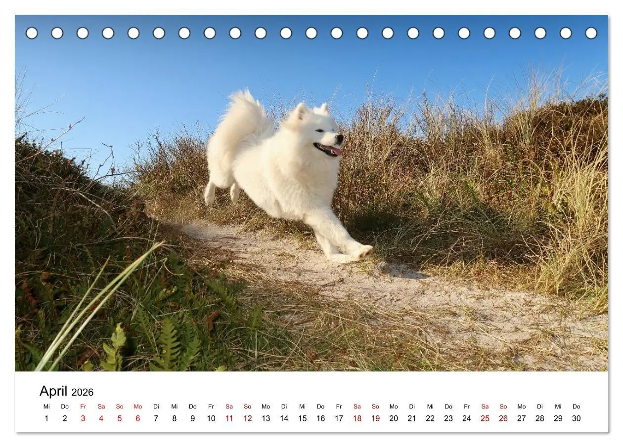 Bild: 9783457517246 | Ein Samojede am Meer (Tischkalender 2026 DIN A5 quer), CALVENDO...