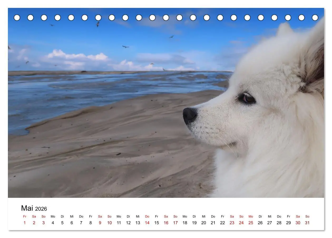 Bild: 9783457517246 | Ein Samojede am Meer (Tischkalender 2026 DIN A5 quer), CALVENDO...