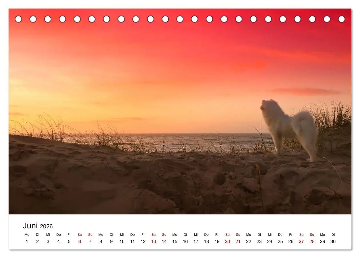 Bild: 9783457517246 | Ein Samojede am Meer (Tischkalender 2026 DIN A5 quer), CALVENDO...