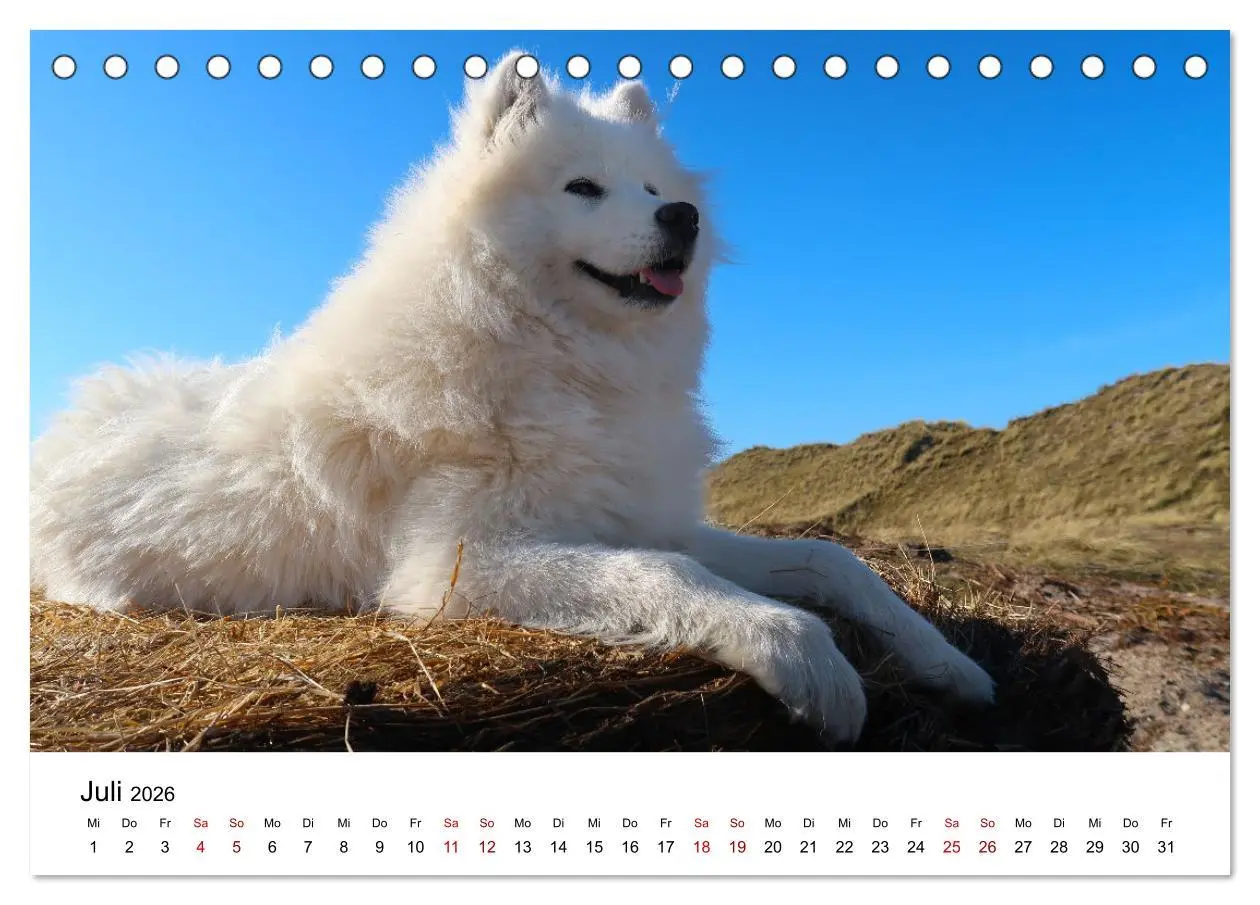 Bild: 9783457517246 | Ein Samojede am Meer (Tischkalender 2026 DIN A5 quer), CALVENDO...