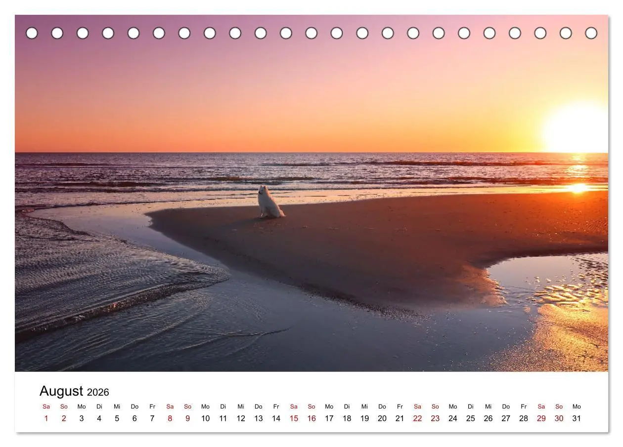 Bild: 9783457517246 | Ein Samojede am Meer (Tischkalender 2026 DIN A5 quer), CALVENDO...