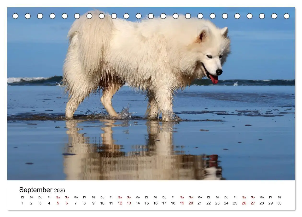 Bild: 9783457517246 | Ein Samojede am Meer (Tischkalender 2026 DIN A5 quer), CALVENDO...