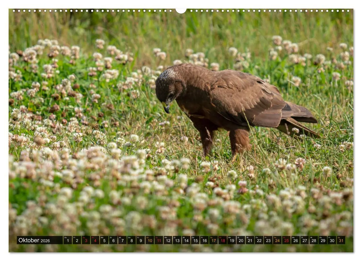 Bild: 9783457687246 | Der Schreiadler (Clanga pomarina) - Deutschands kleinster und stark...