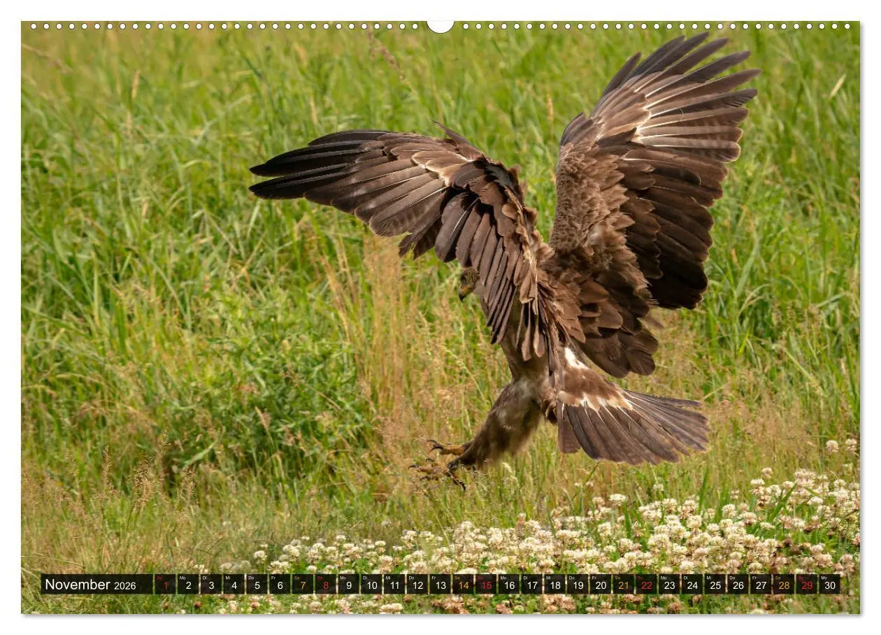 Bild: 9783457687246 | Der Schreiadler (Clanga pomarina) - Deutschands kleinster und stark...