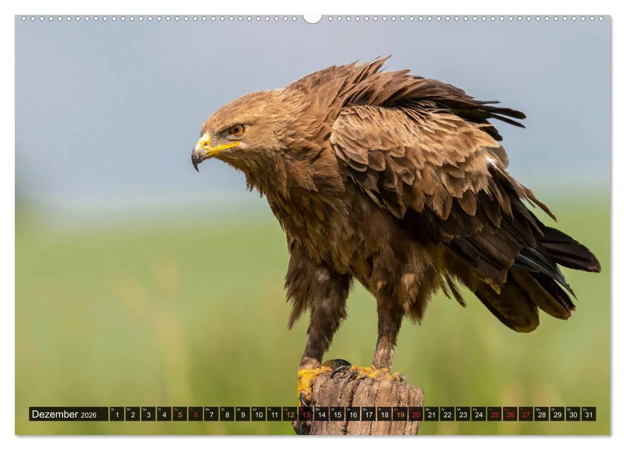 Bild: 9783457687246 | Der Schreiadler (Clanga pomarina) - Deutschands kleinster und stark...