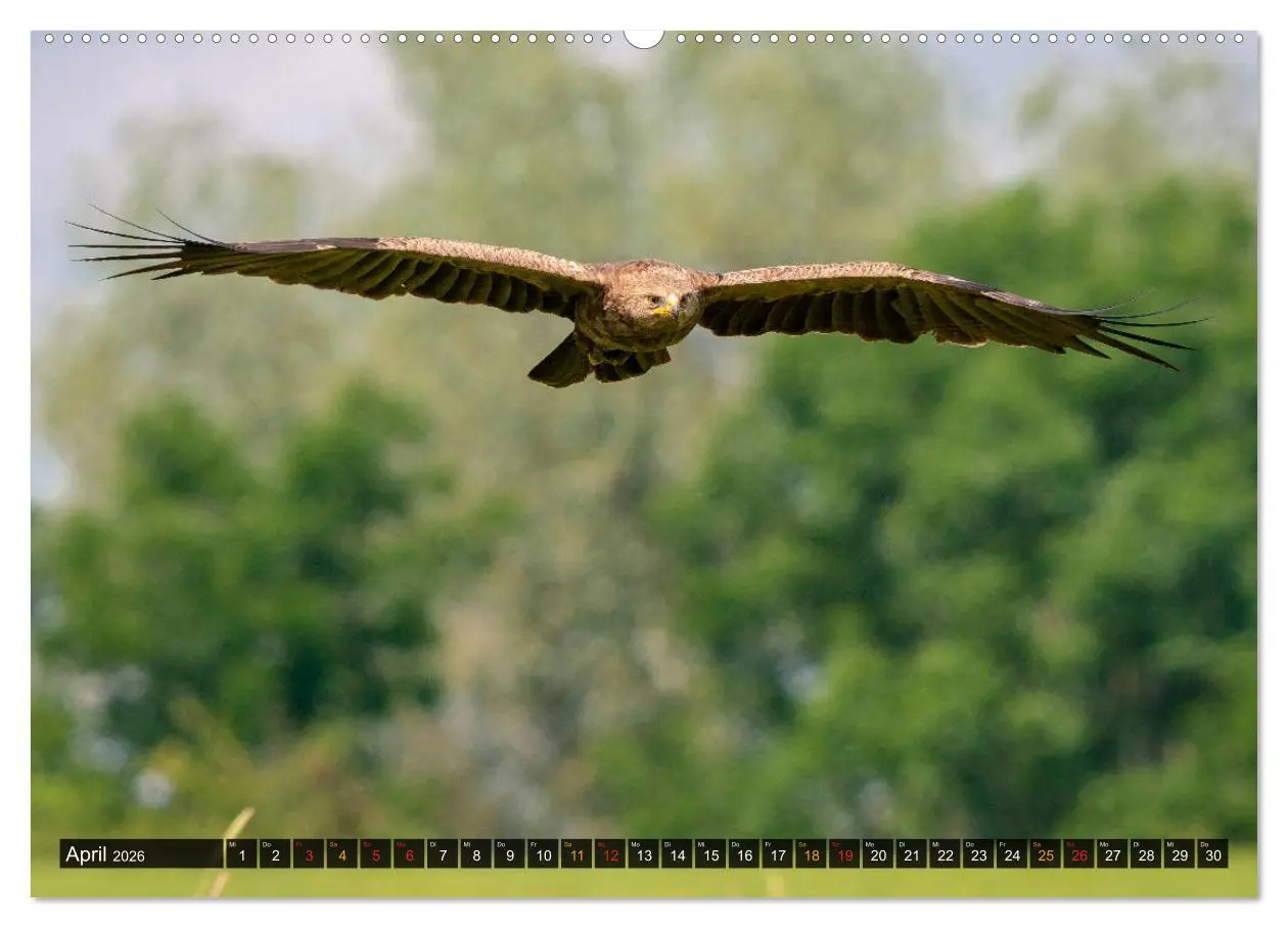 Bild: 9783457687246 | Der Schreiadler (Clanga pomarina) - Deutschands kleinster und stark...