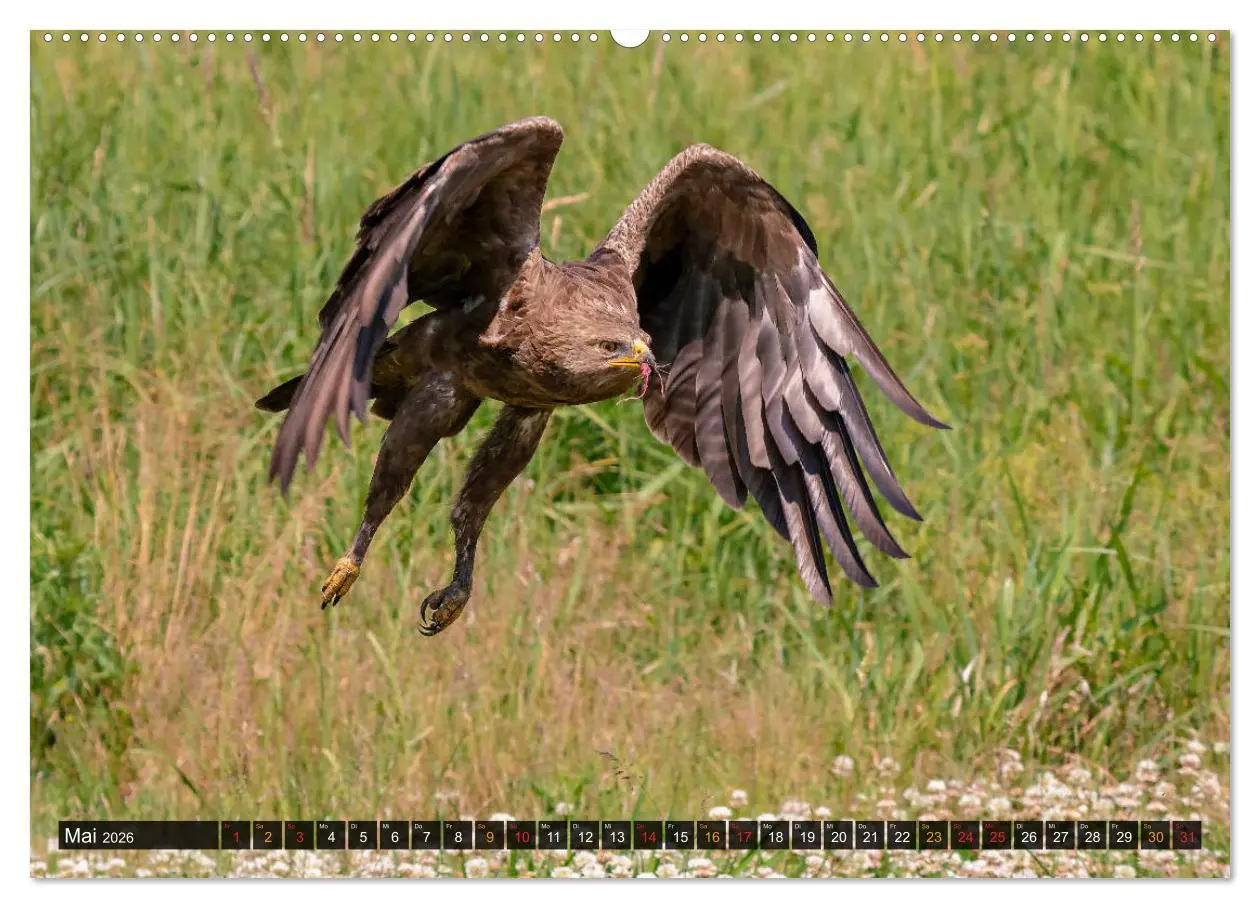 Bild: 9783457687246 | Der Schreiadler (Clanga pomarina) - Deutschands kleinster und stark...
