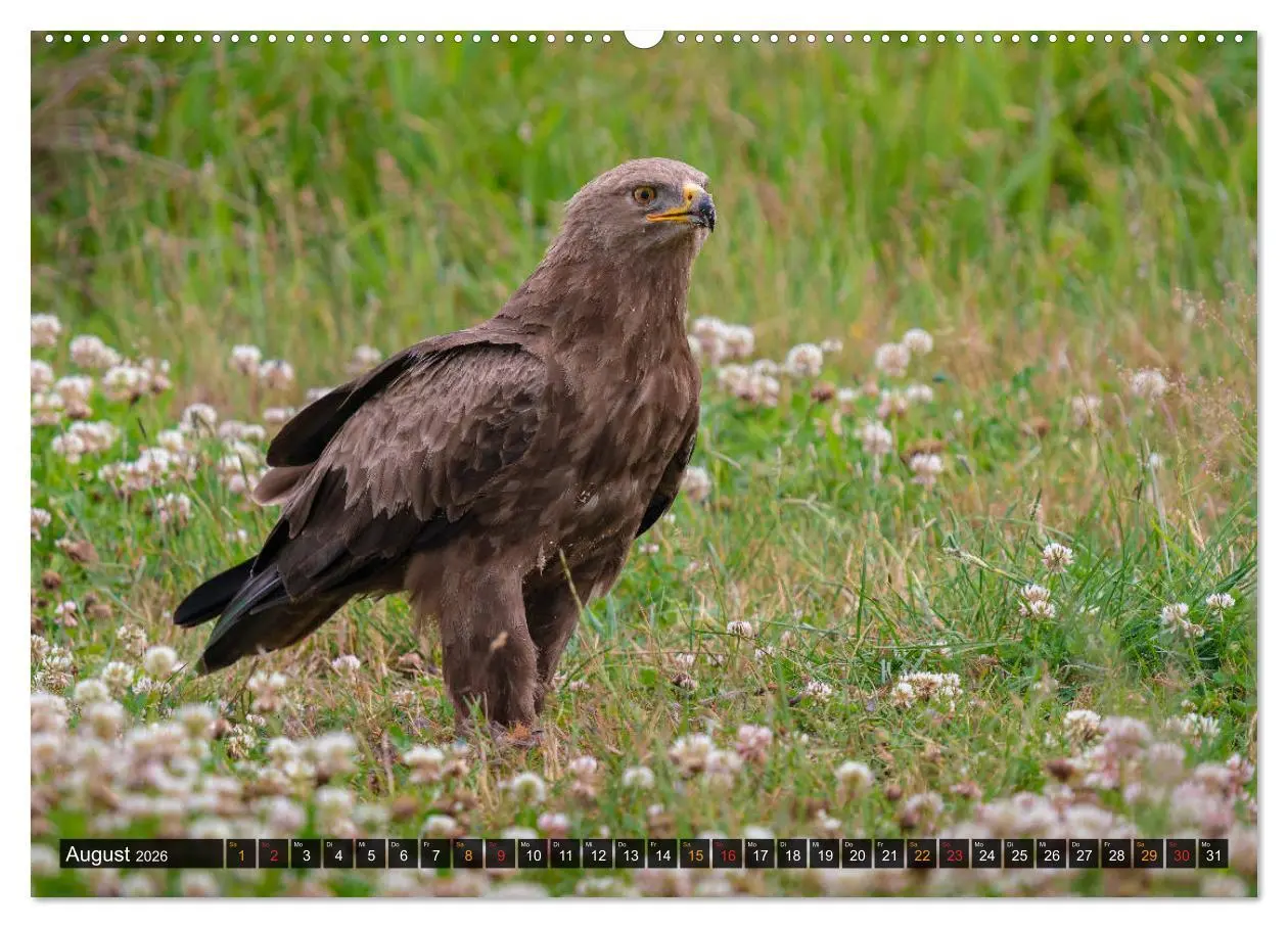 Bild: 9783457687246 | Der Schreiadler (Clanga pomarina) - Deutschands kleinster und stark...