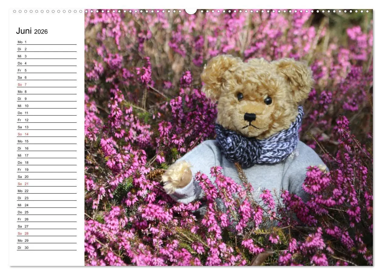 Bild: 9783457987346 | Teddy unterwegs (Wandkalender 2026 DIN A2 quer), CALVENDO...