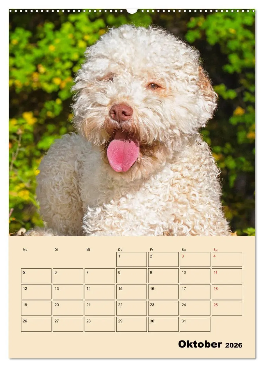 Bild: 9783516387346 | Jahresplaner Lagotto Romagnolo (Wandkalender 2026 DIN A2 hoch),...