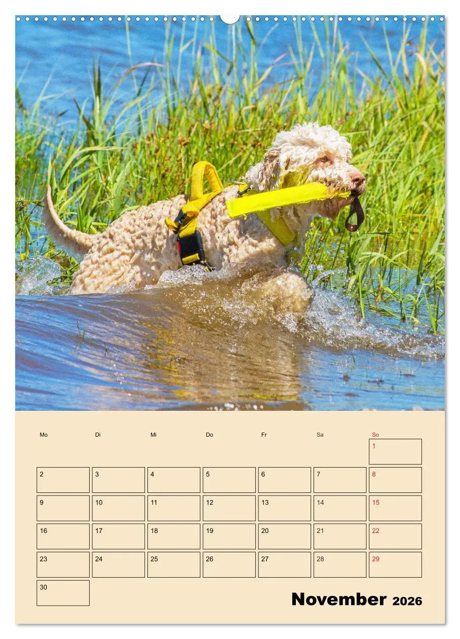 Bild: 9783516387346 | Jahresplaner Lagotto Romagnolo (Wandkalender 2026 DIN A2 hoch),...