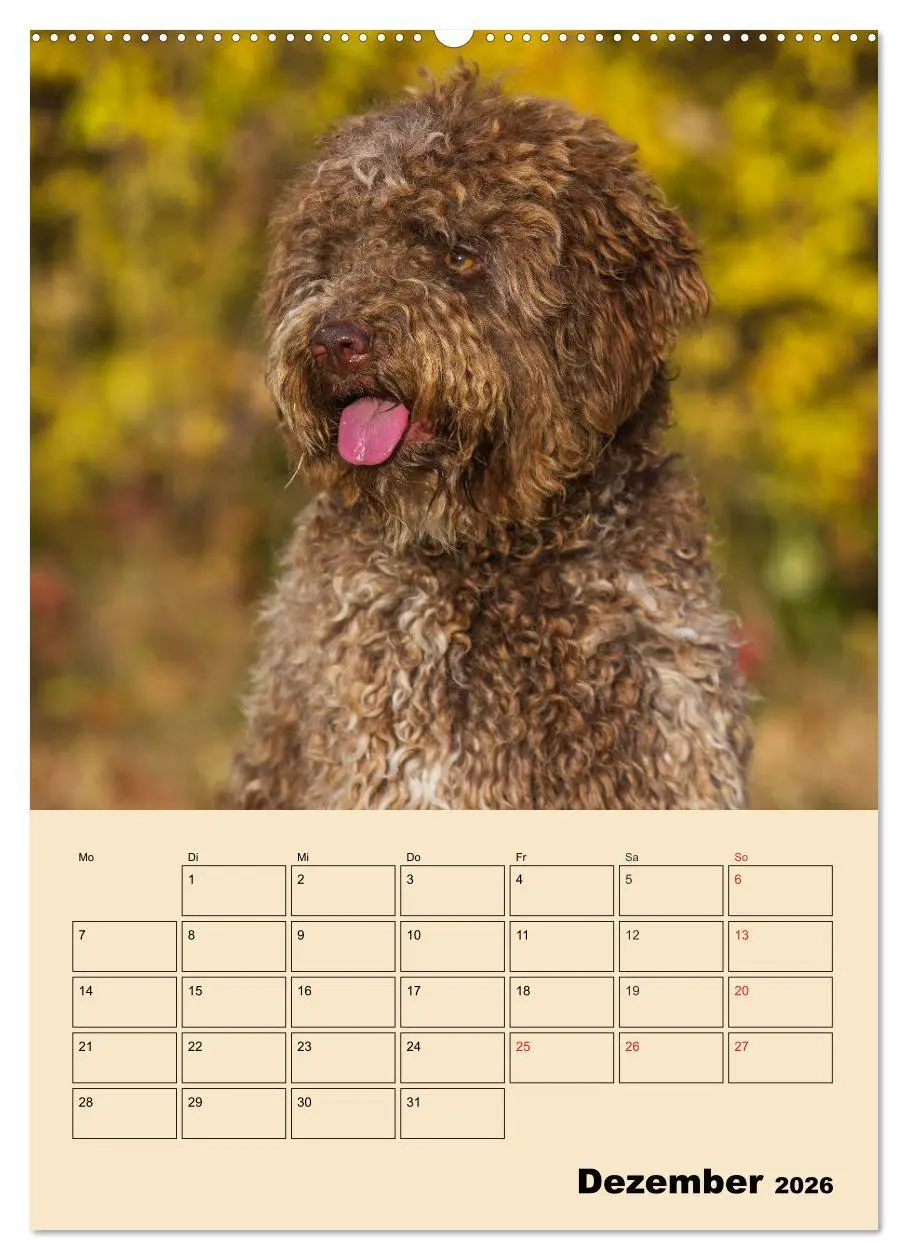 Bild: 9783516387346 | Jahresplaner Lagotto Romagnolo (Wandkalender 2026 DIN A2 hoch),...