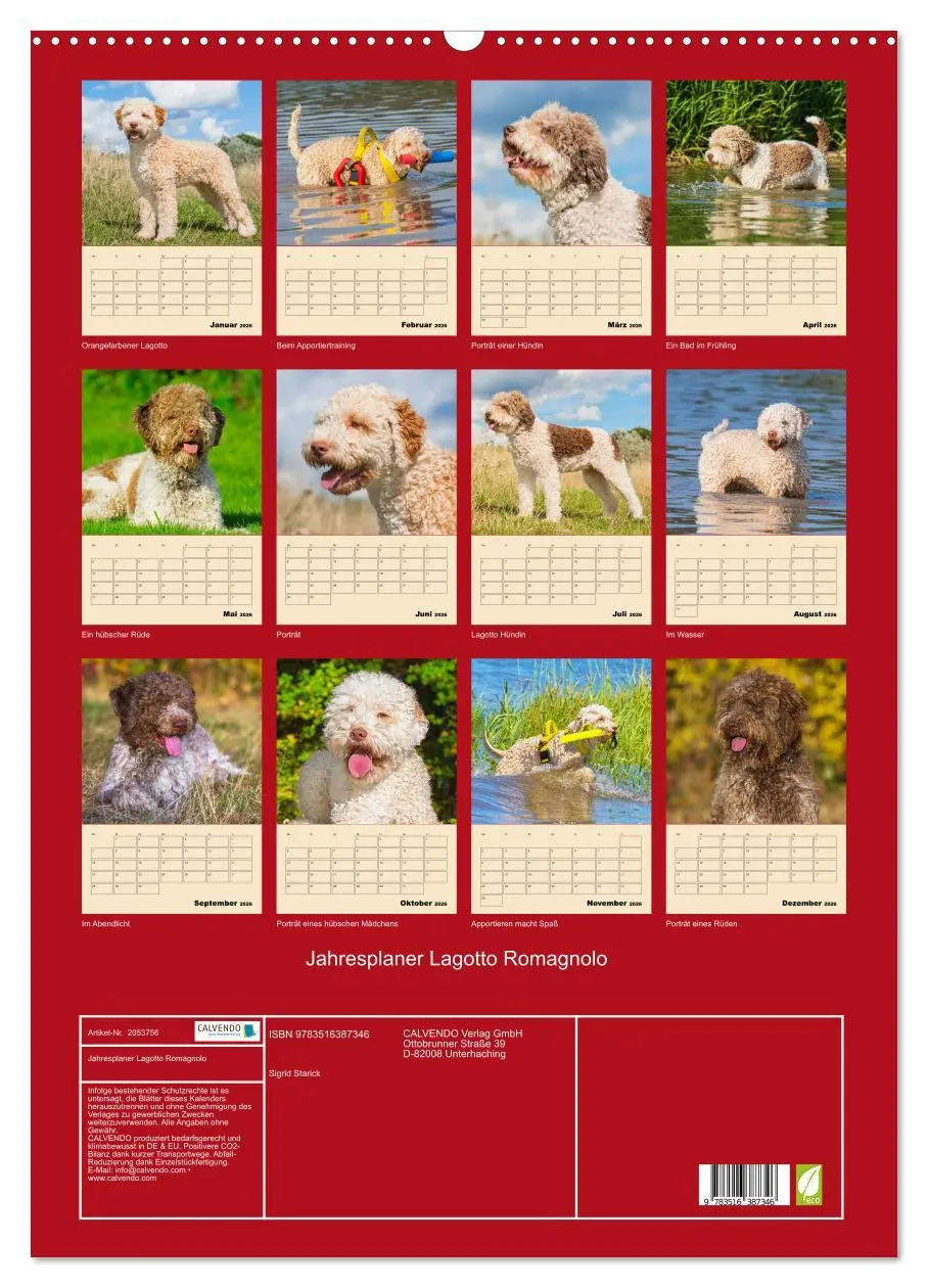 Bild: 9783516387346 | Jahresplaner Lagotto Romagnolo (Wandkalender 2026 DIN A2 hoch),...