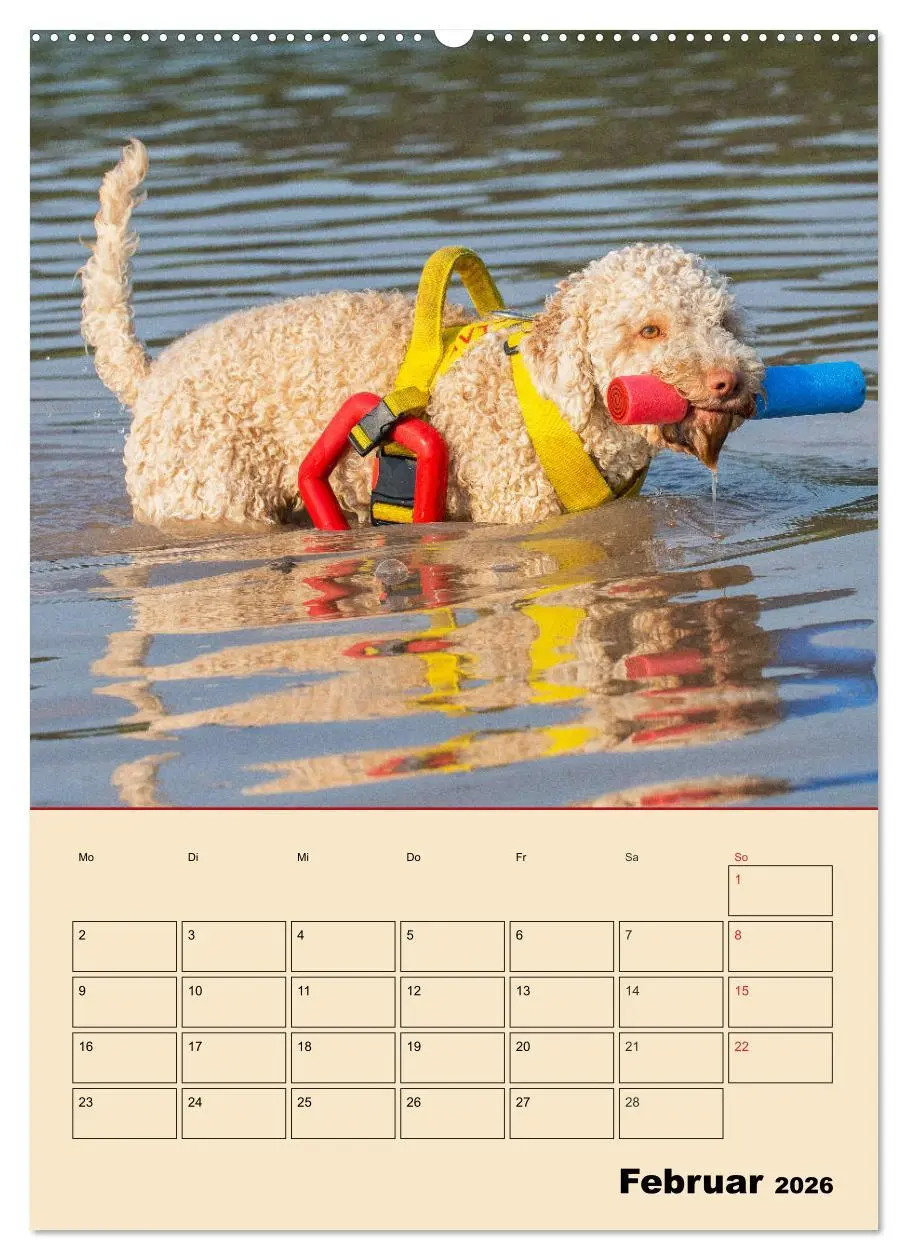 Bild: 9783516387346 | Jahresplaner Lagotto Romagnolo (Wandkalender 2026 DIN A2 hoch),...