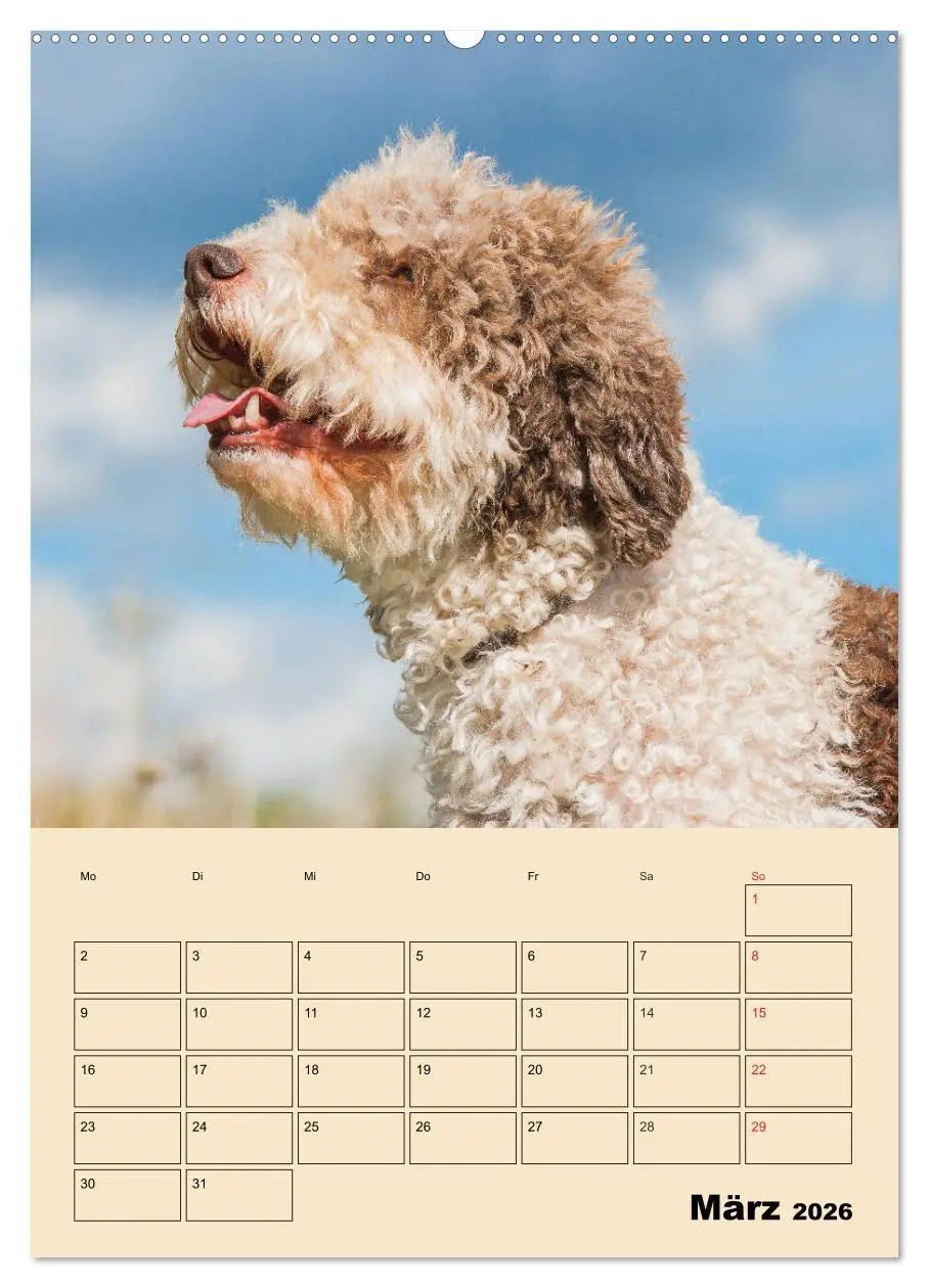 Bild: 9783516387346 | Jahresplaner Lagotto Romagnolo (Wandkalender 2026 DIN A2 hoch),...