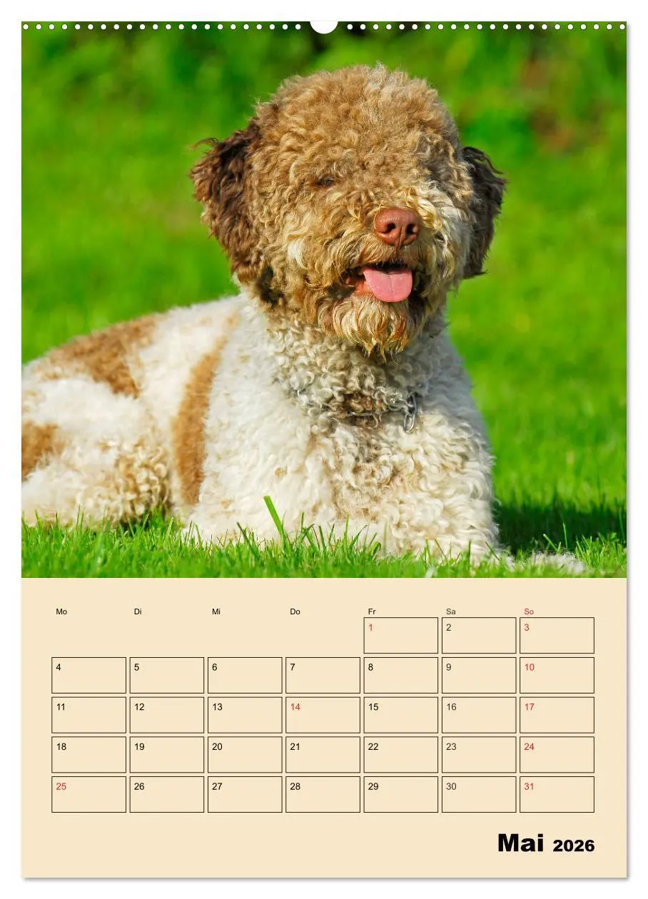 Bild: 9783516387346 | Jahresplaner Lagotto Romagnolo (Wandkalender 2026 DIN A2 hoch),...