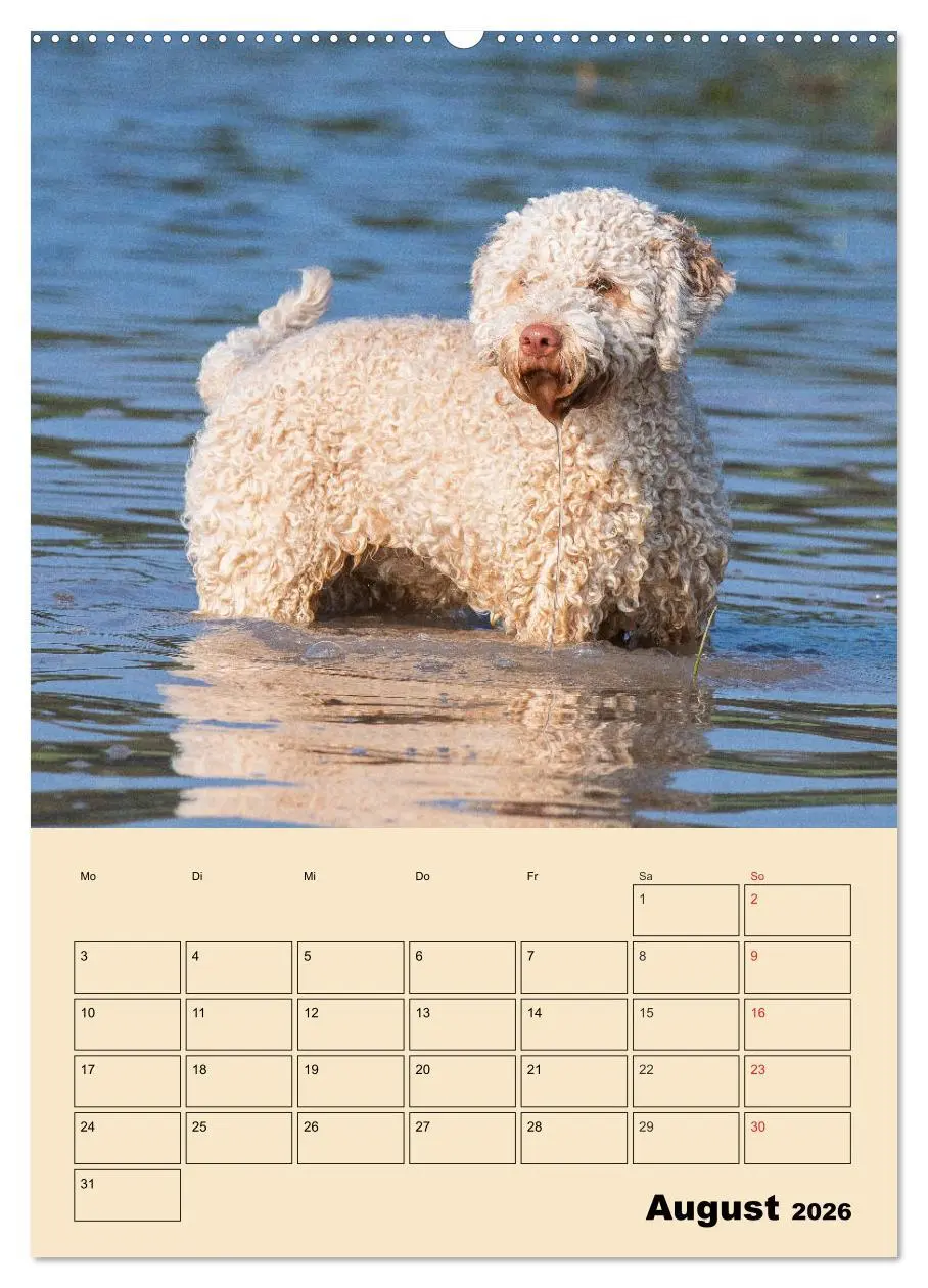 Bild: 9783516387346 | Jahresplaner Lagotto Romagnolo (Wandkalender 2026 DIN A2 hoch),...