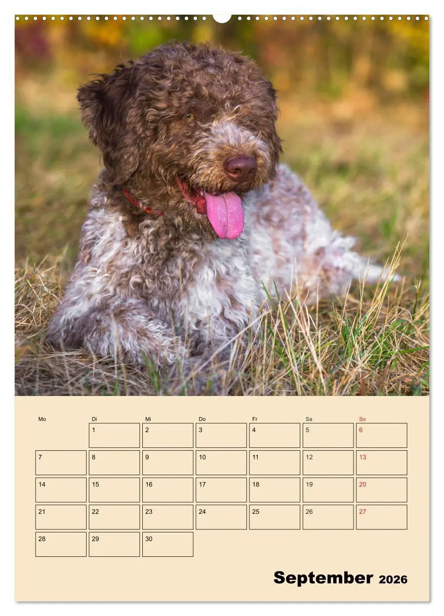 Bild: 9783516387346 | Jahresplaner Lagotto Romagnolo (Wandkalender 2026 DIN A2 hoch),...