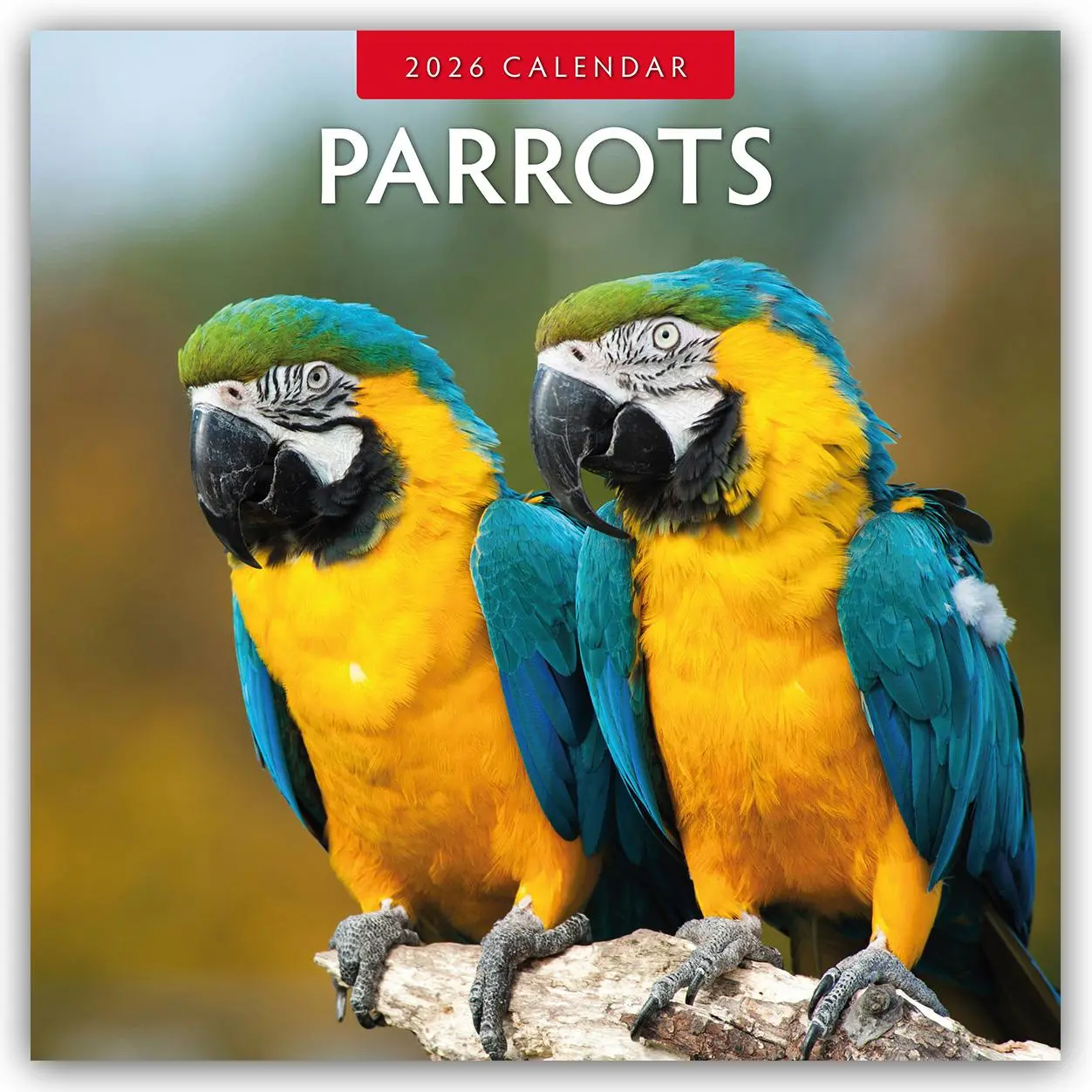 Cover: 9781804427446 | Parrots 2026 Square Wall Calendar | Red Robin | Taschenbuch | 13 S.